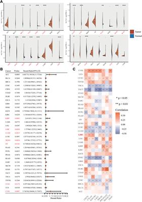 Ferroptosis regulator SLC7A11 is a prognostic marker and correlated with PD-L1 and immune cell infiltration in liver hepatocellular carcinoma